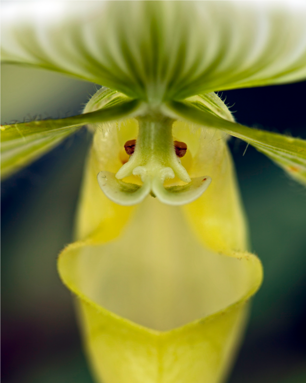 The Stare Down with a Yellow Orchid Eriz Zetterholm